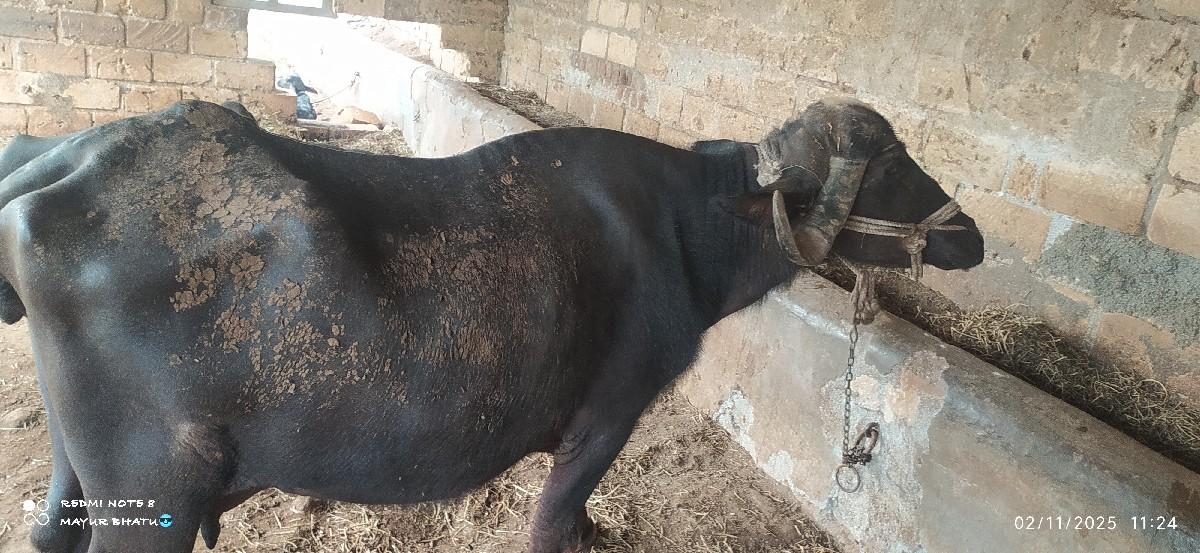 ભેશ વેચવાની છે