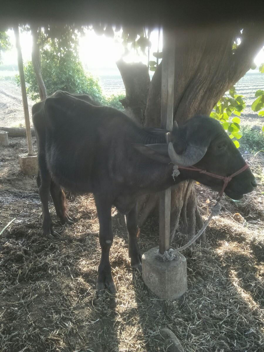 થંબનેલ 2