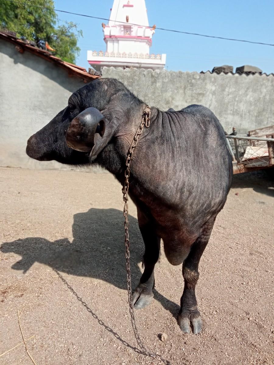 થંબનેલ 3