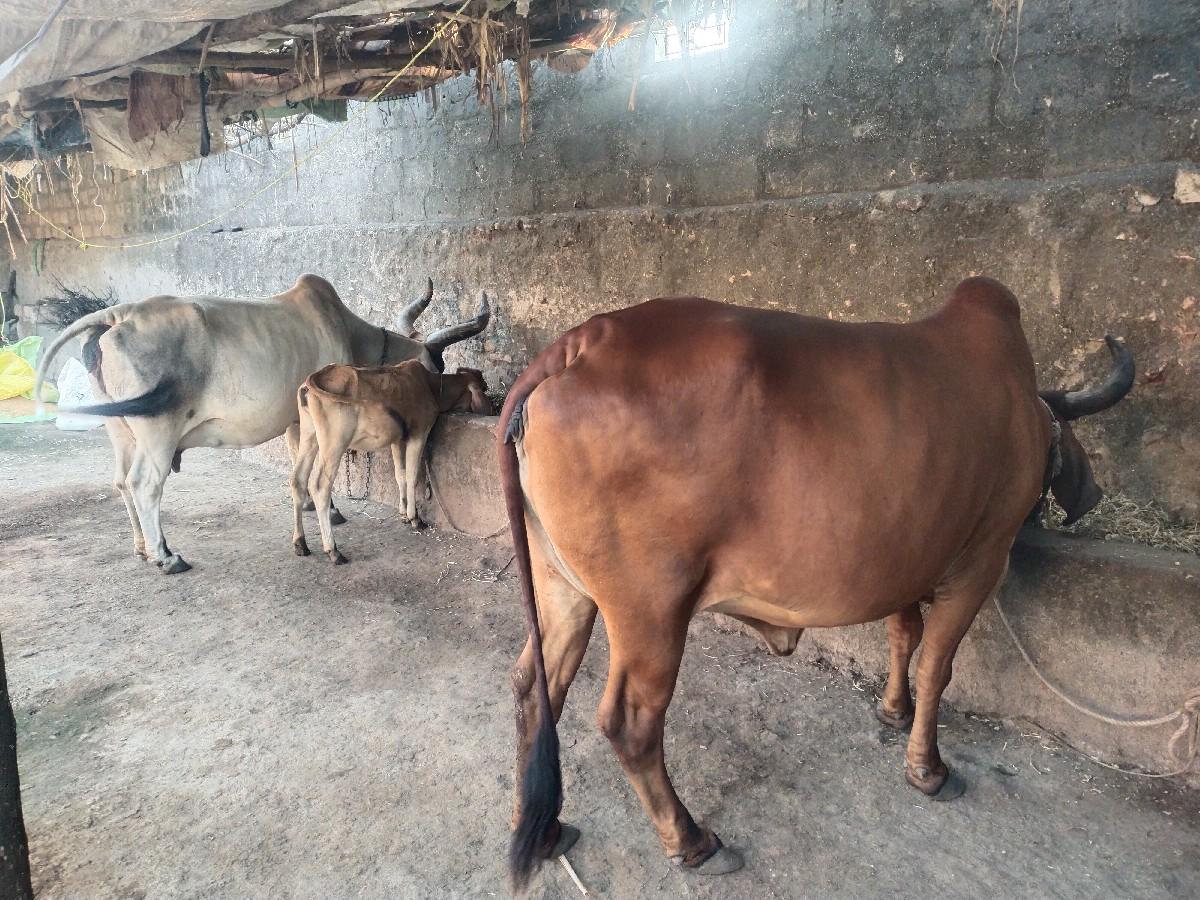 થંબનેલ 2