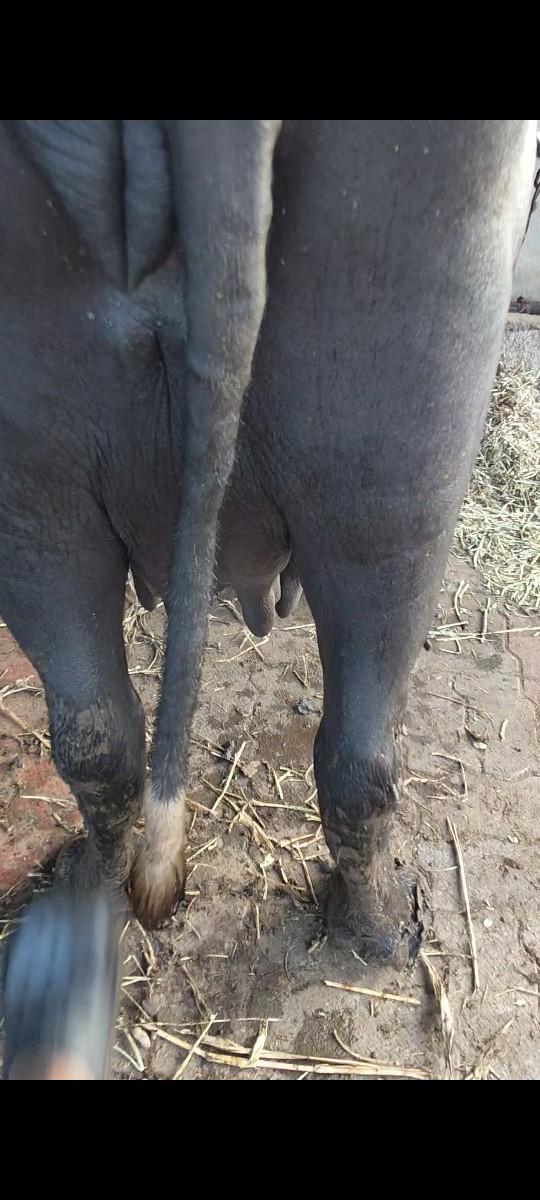 થંબનેલ 3