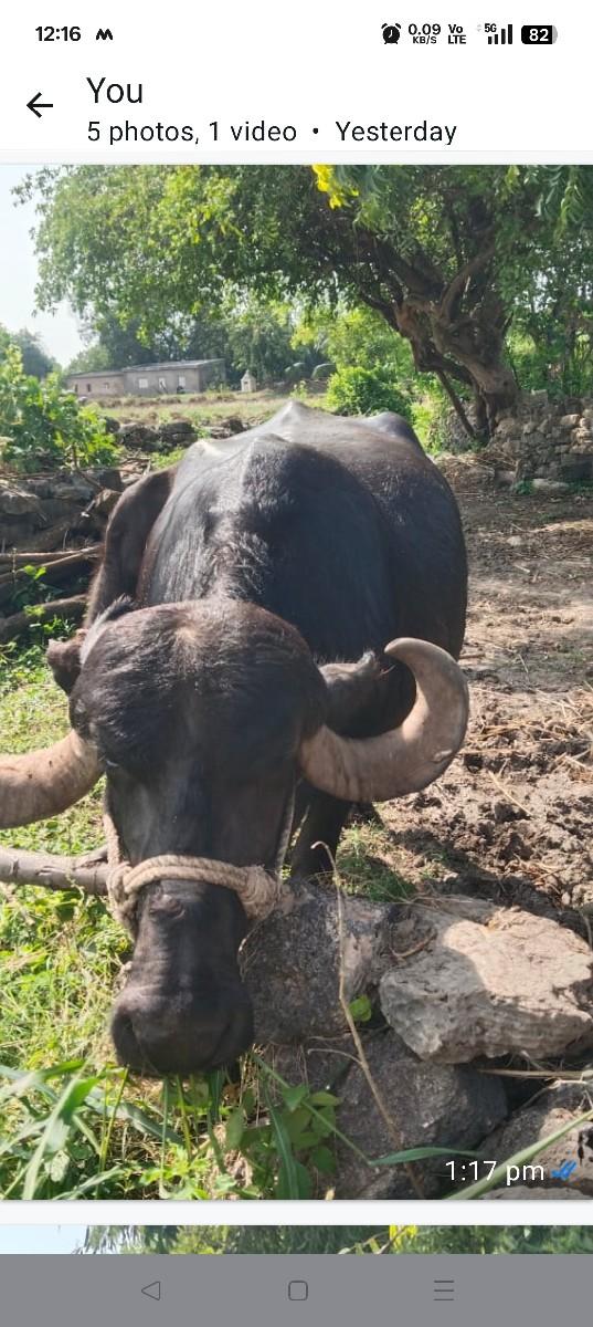 ભેંસ વેસવાની સે