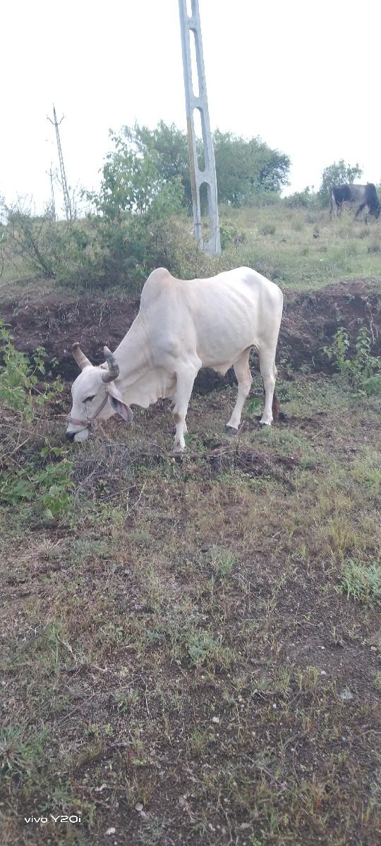 biji thar full javabdari