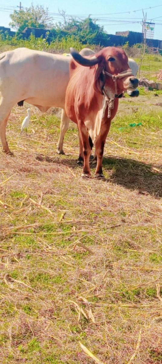 થંબનેલ 3