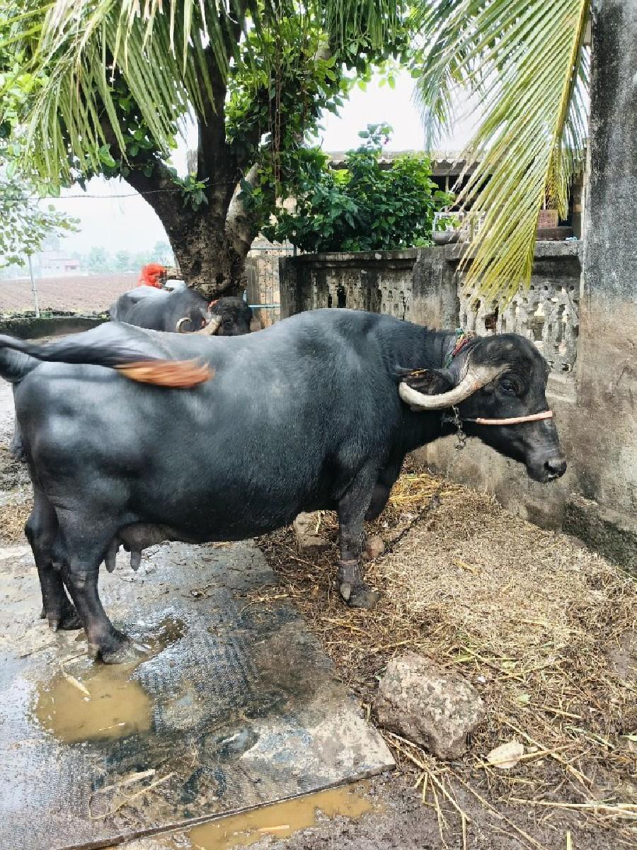 થંબનેલ 2