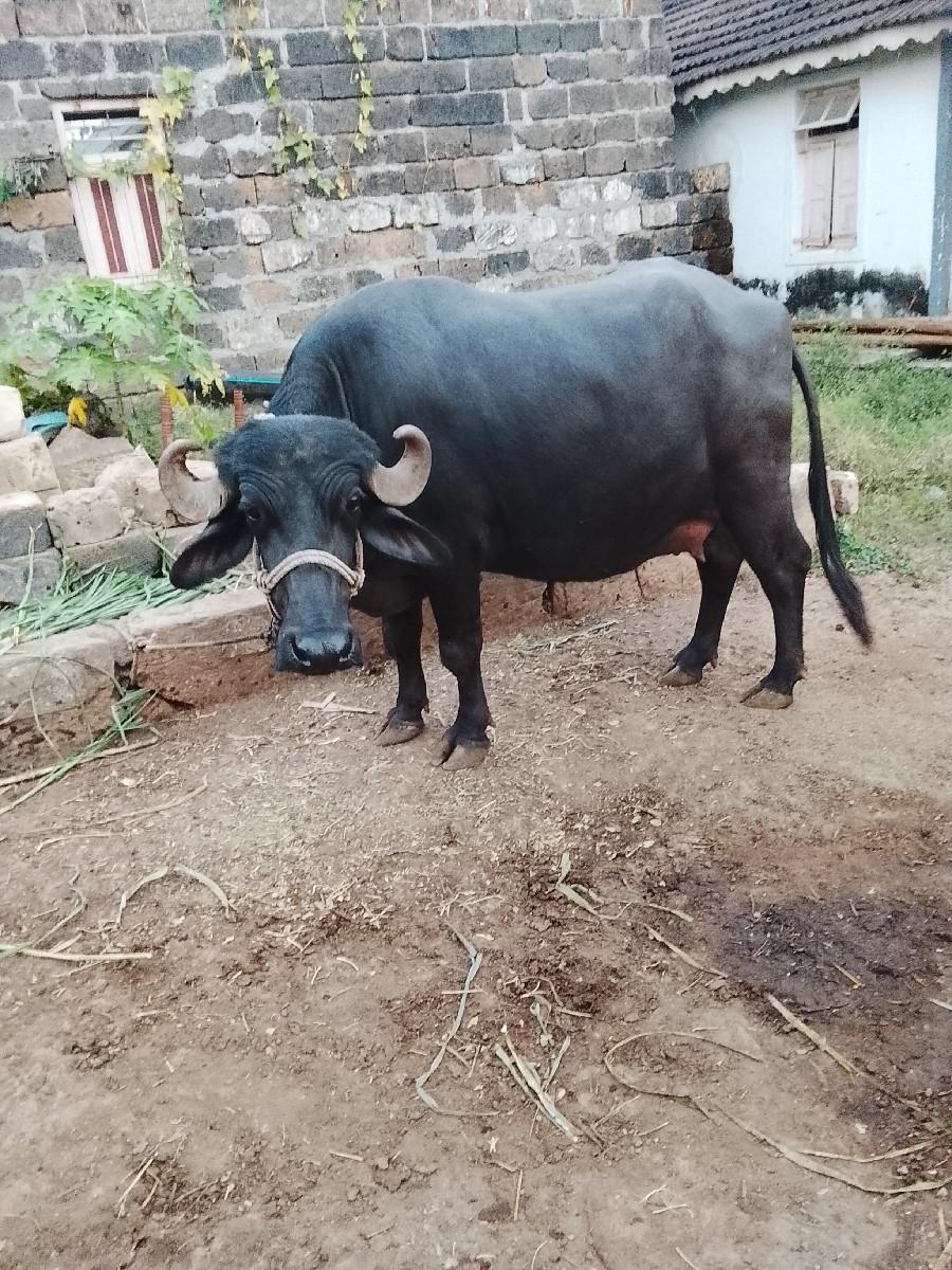 થંબનેલ 3