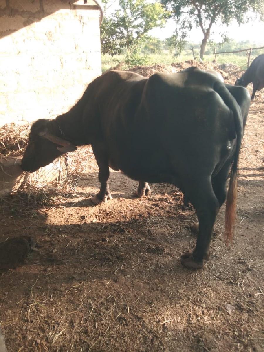 થંબનેલ 2