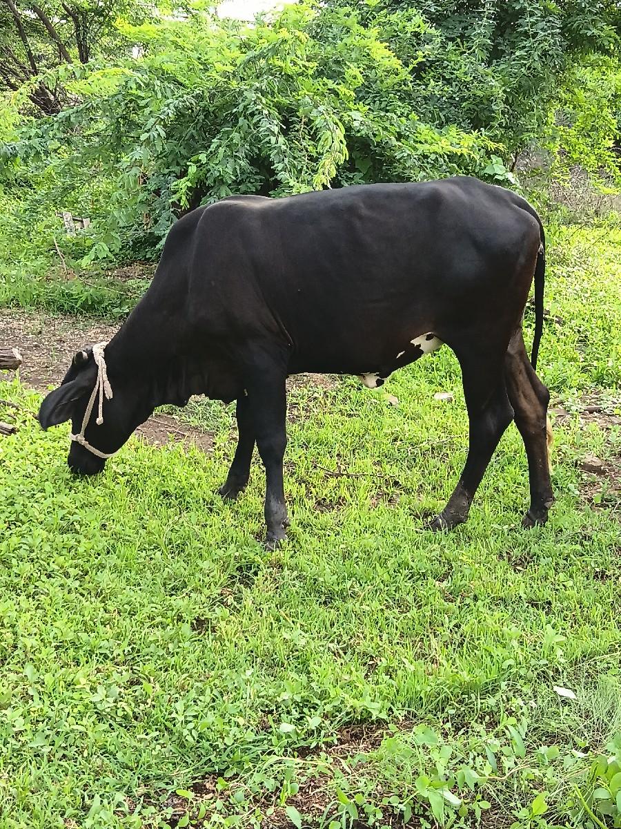 ગા યલે વેચ