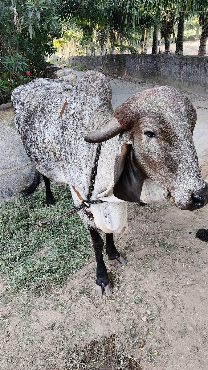 થંબનેલ 3