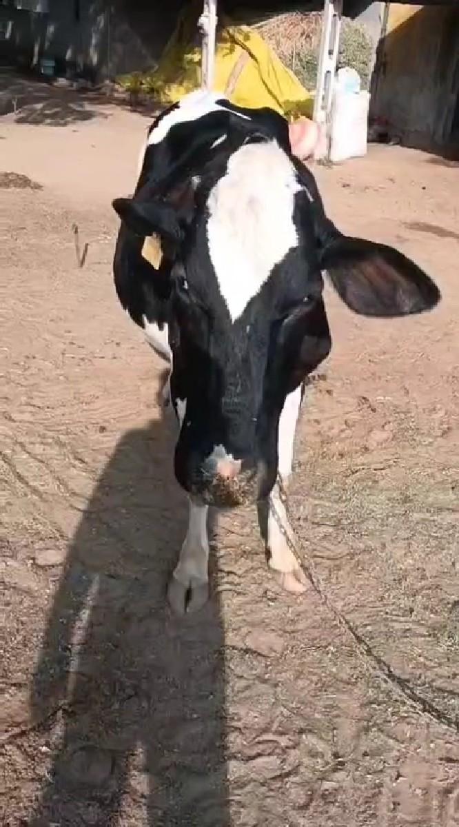 થંબનેલ 3