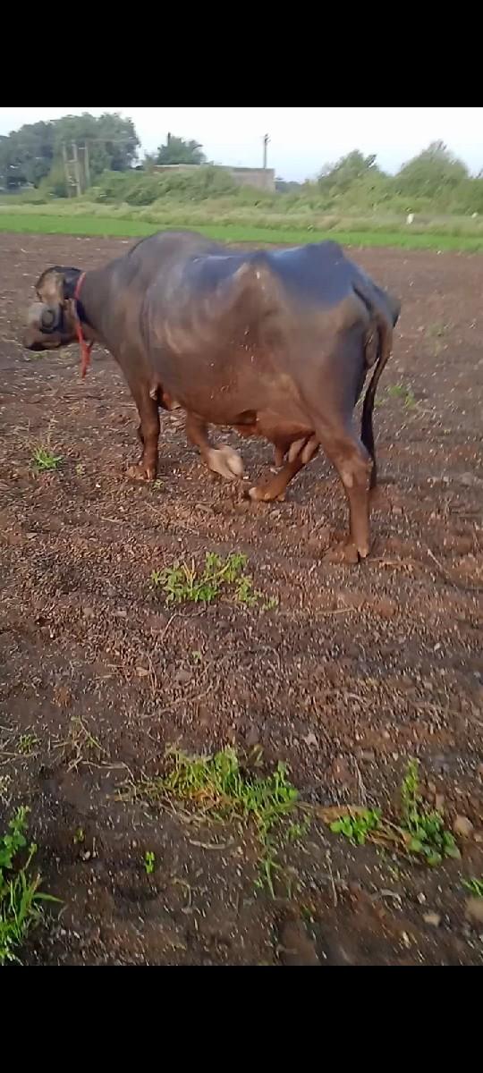 થંબનેલ 2