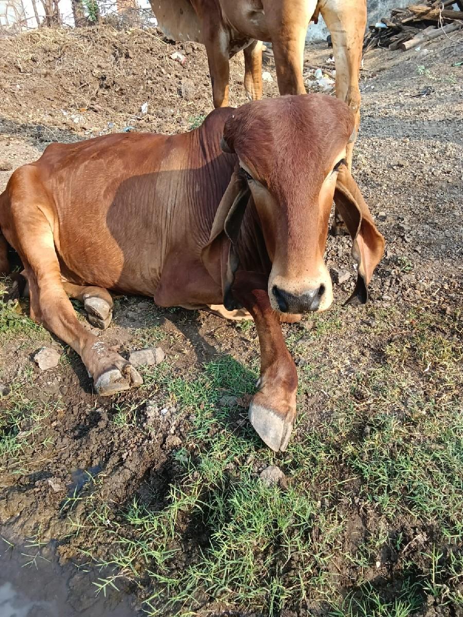ગીર ખુટ વેચવાનો છે