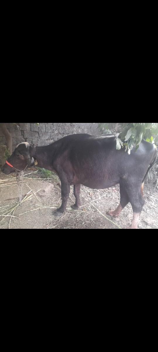 થંબનેલ 3