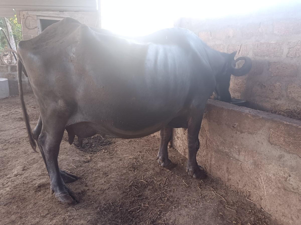 થંબનેલ 3