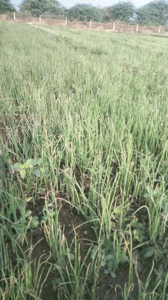 ડુંગરી નો રોપ વેચવાનો છે