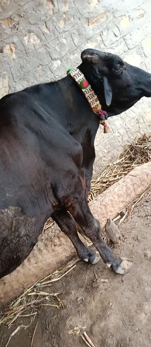 થંબનેલ 2