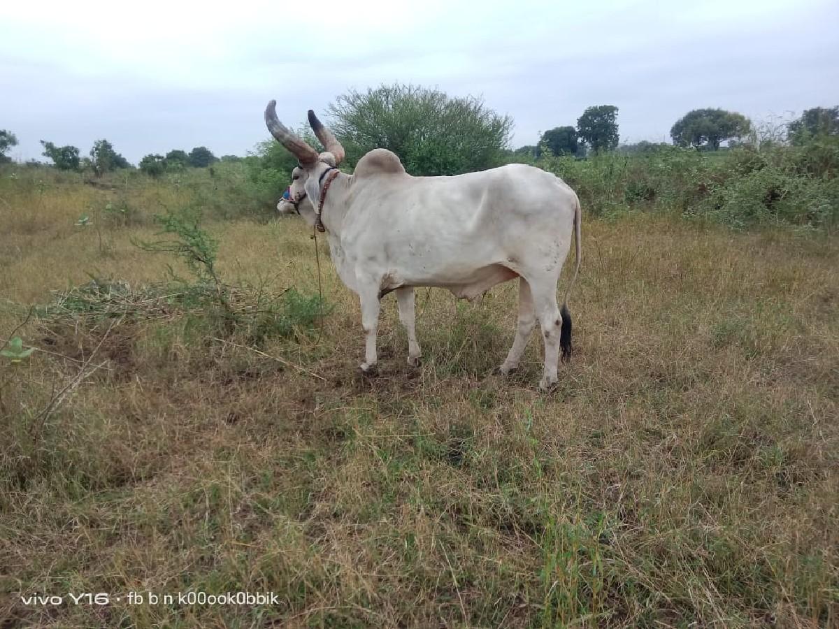થંબનેલ 3