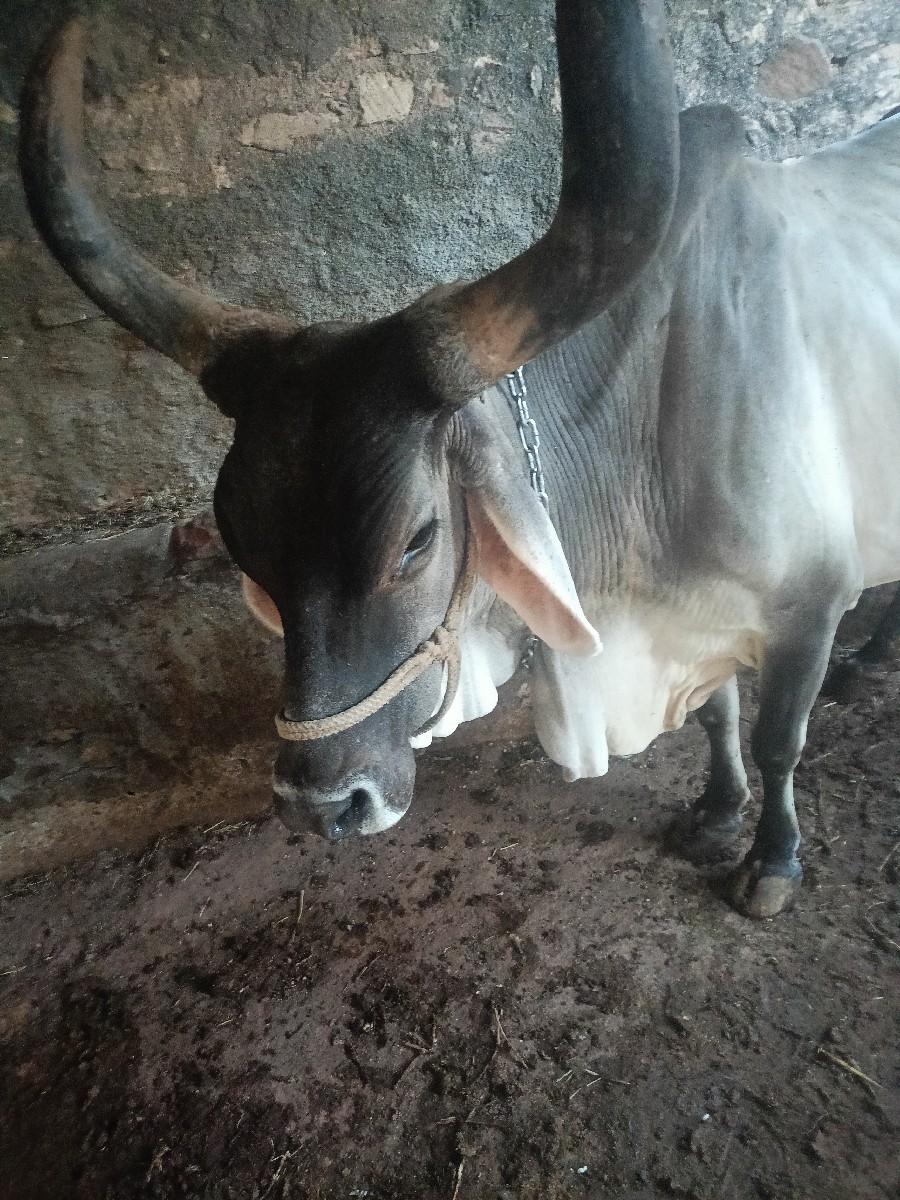 થંબનેલ 2