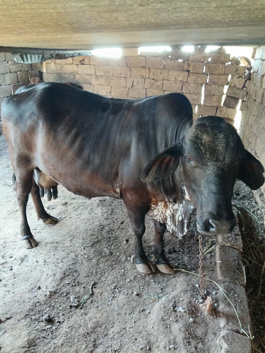 થંબનેલ 3