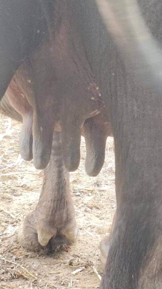 થંબનેલ 3