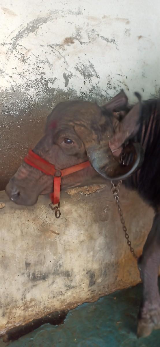 ભેંસ વેચવાની છે