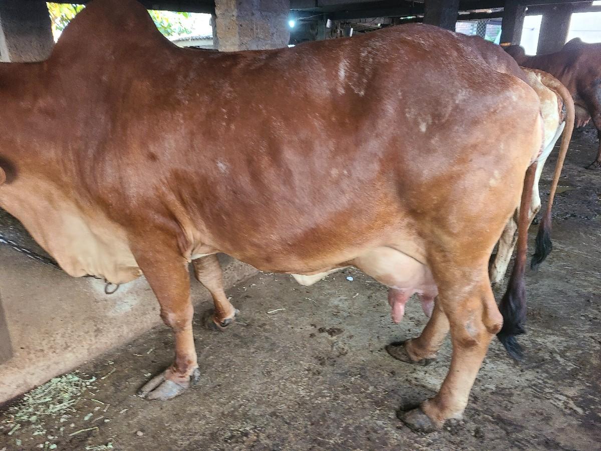 થંબનેલ 3