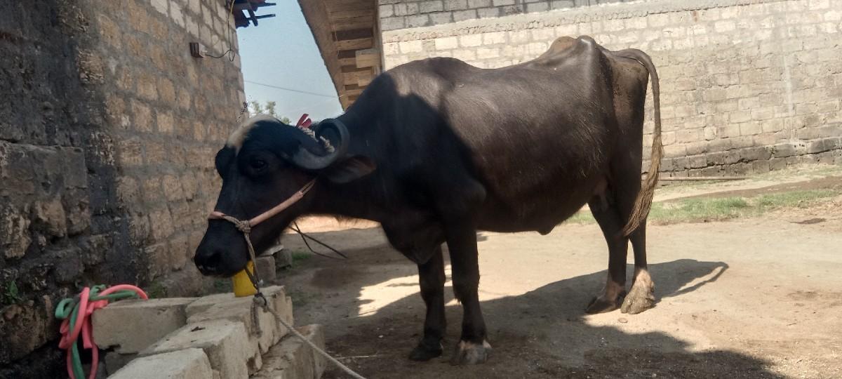 થંબનેલ 2