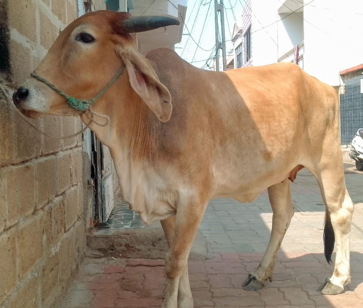 ગાય વેચવાની છે.