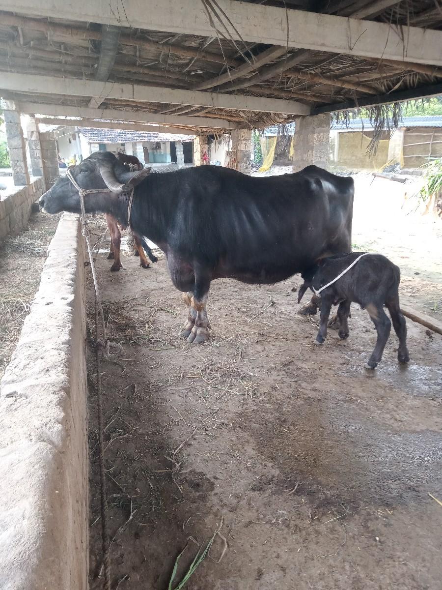 ભેશ વેચવાની છે