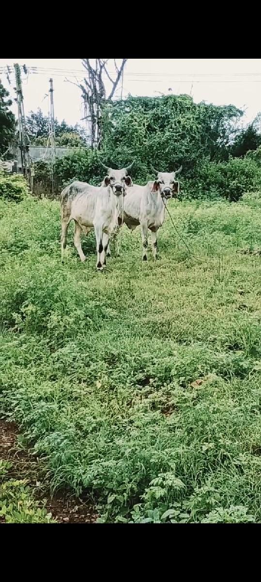 થંબનેલ 2