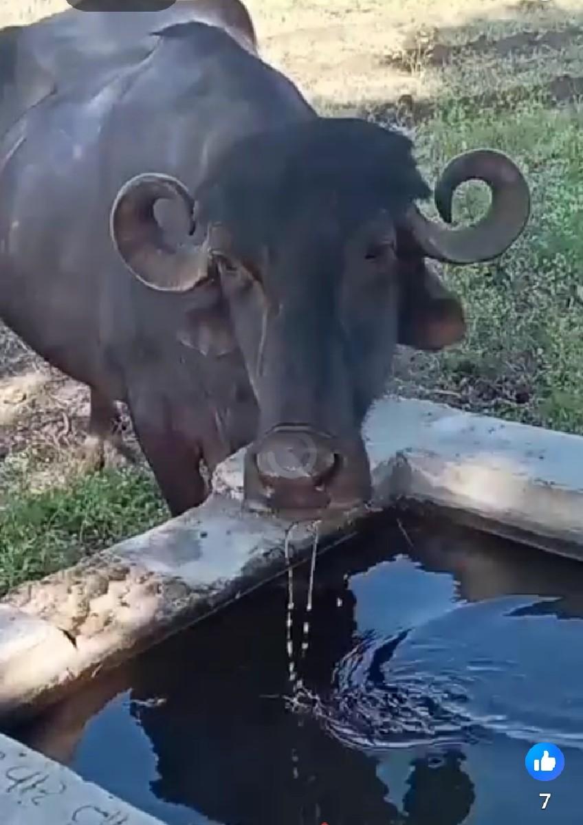 3 વેતર વ્યાની સે 10 દિવસ થયા