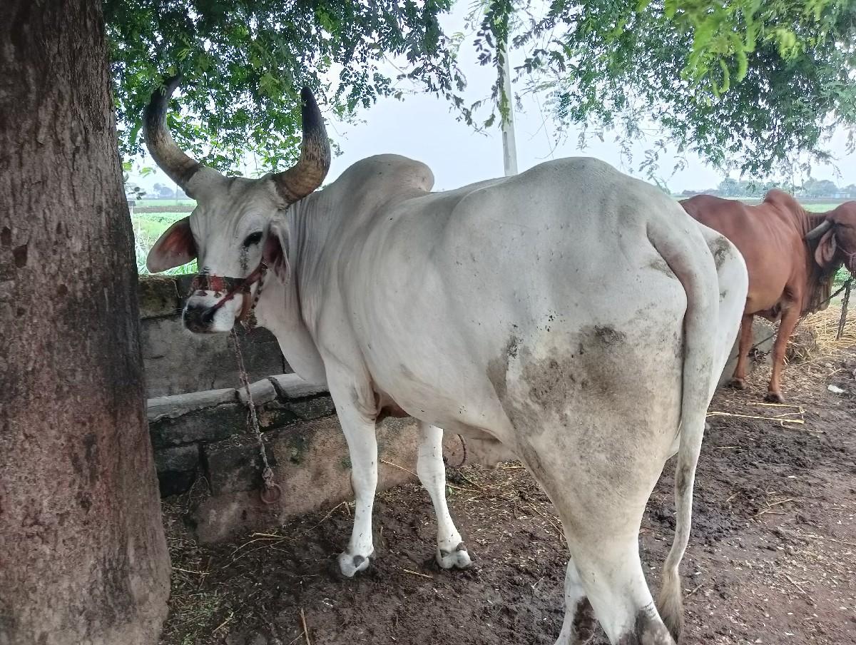 બળદ વેચવાના છે.