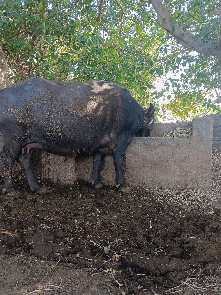 થંબનેલ 3