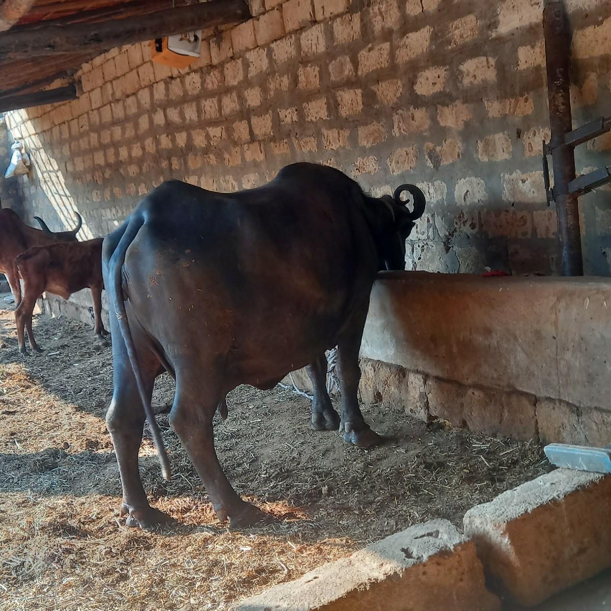 ભેસ વેસવાનીસે