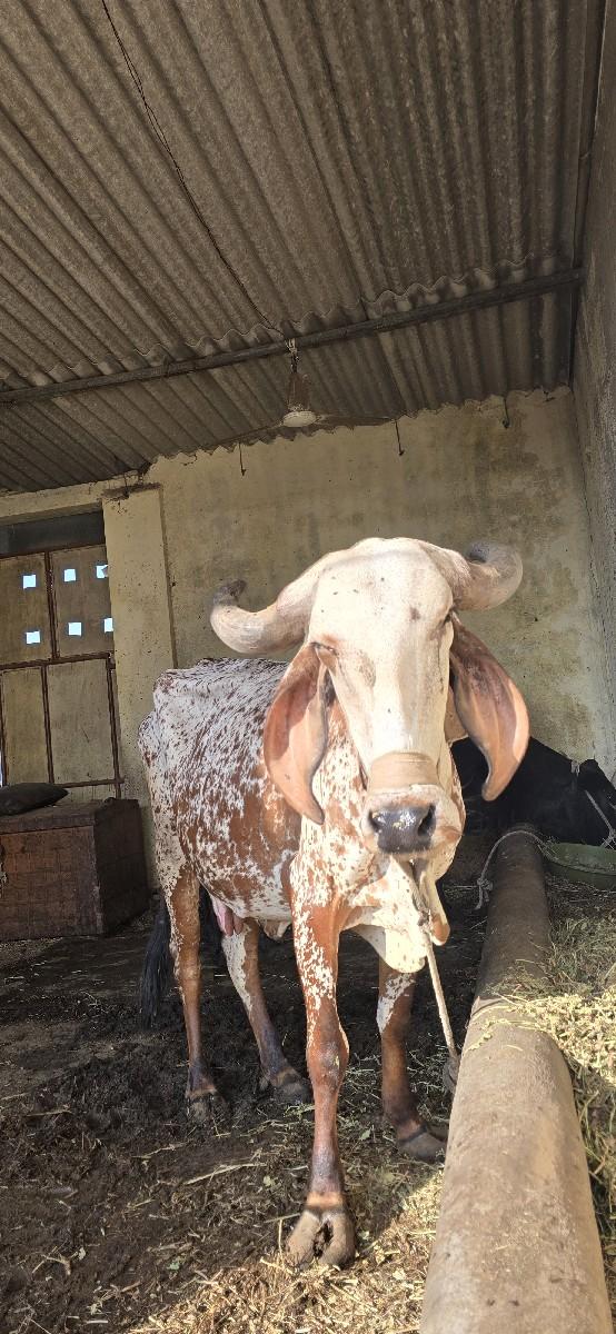 થંબનેલ 2