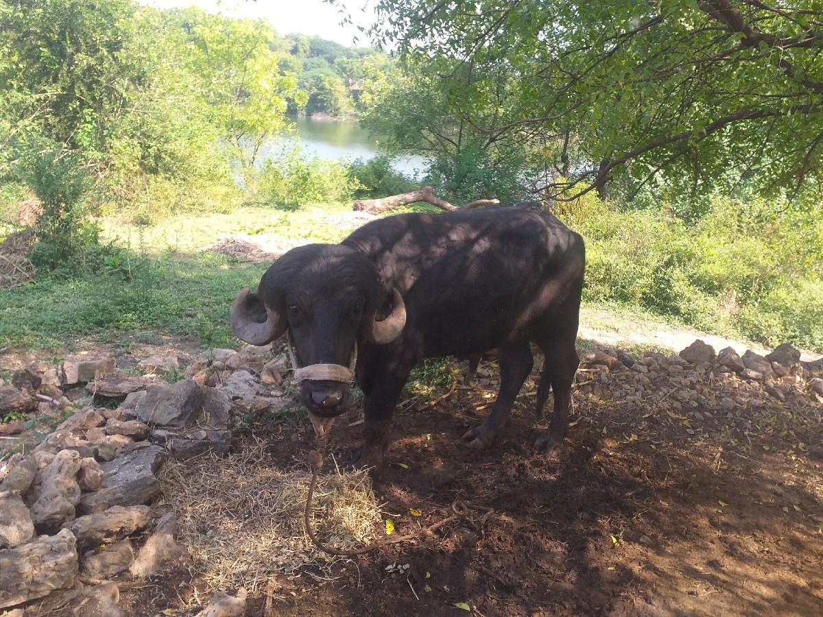 થંબનેલ 2