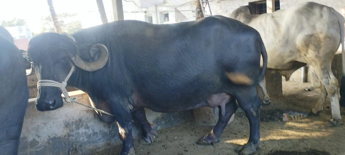 ભેંસ વેચવાની છે