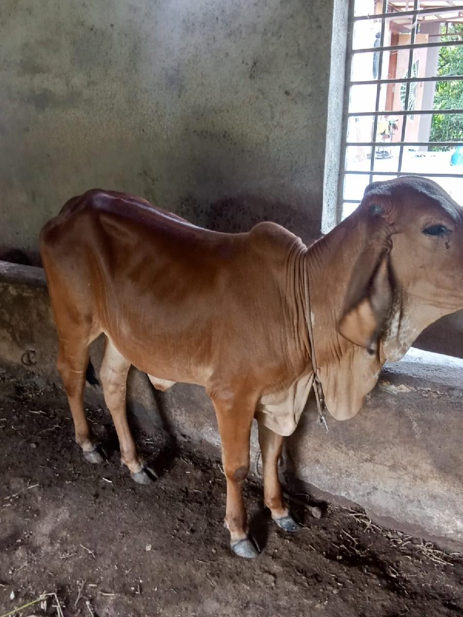 વાછડી વેચવાની છે