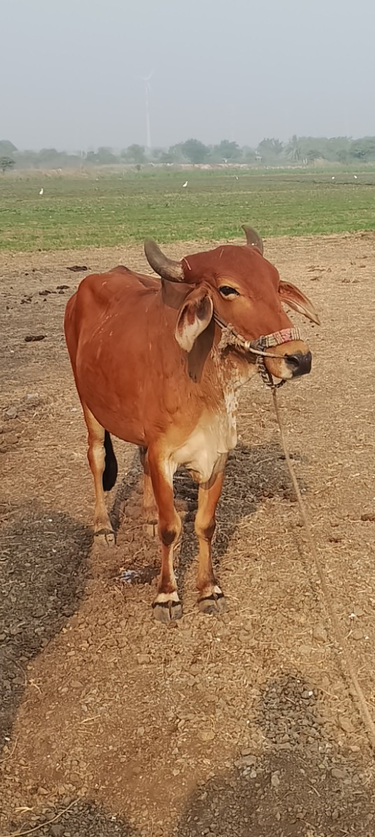 થંબનેલ 3