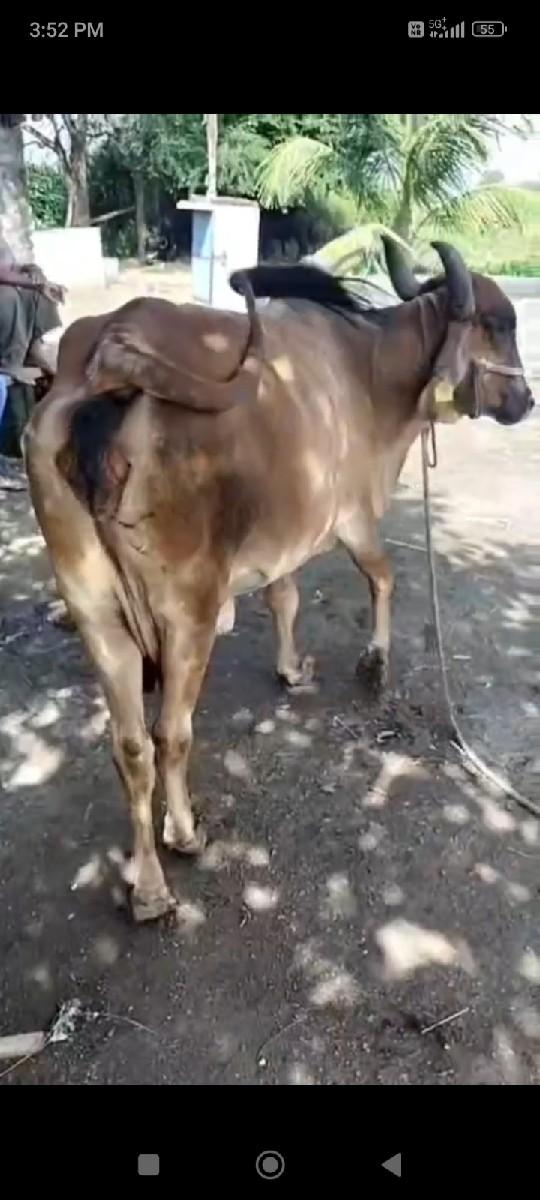 થંબનેલ 3