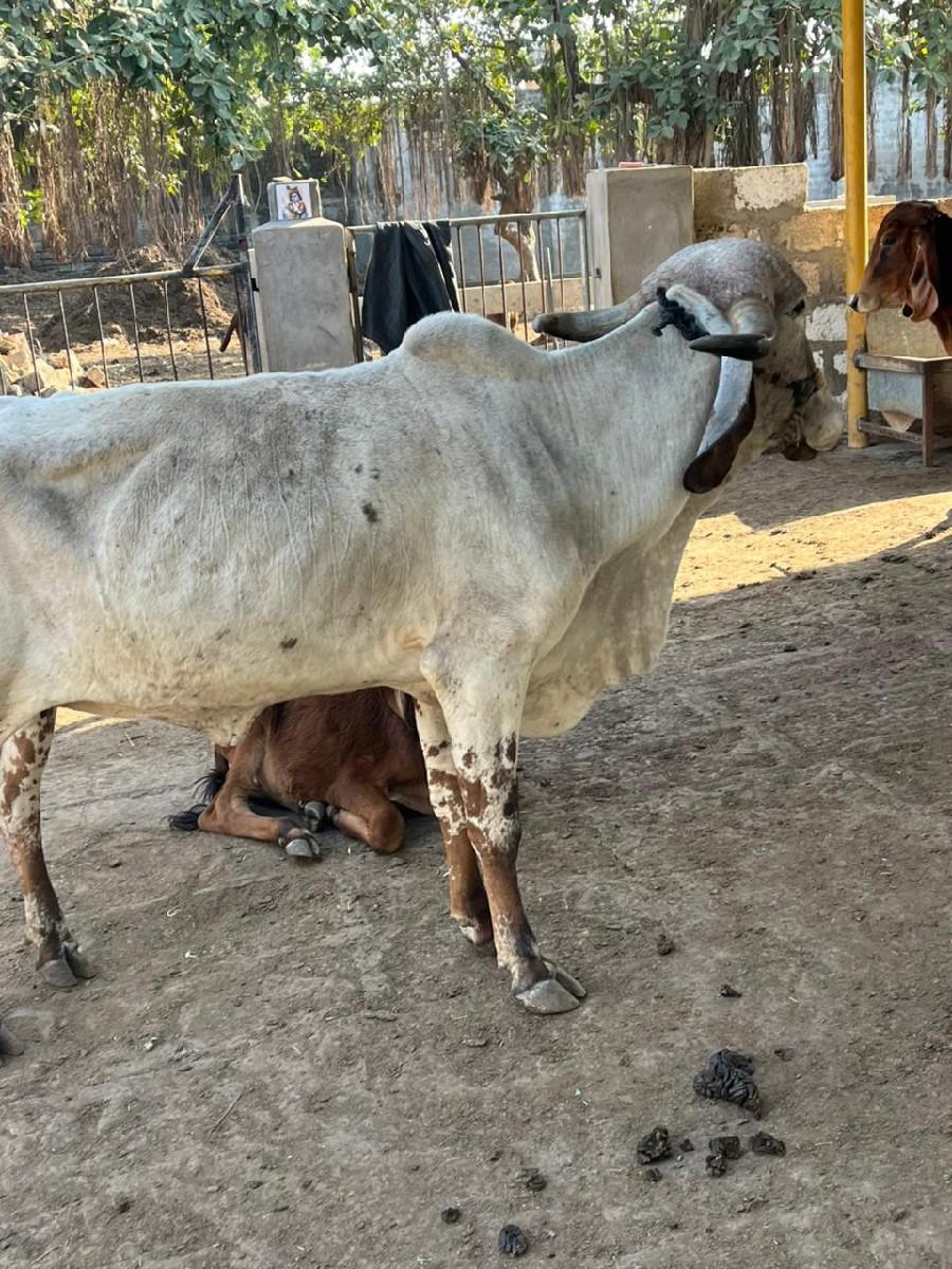 થંબનેલ 2