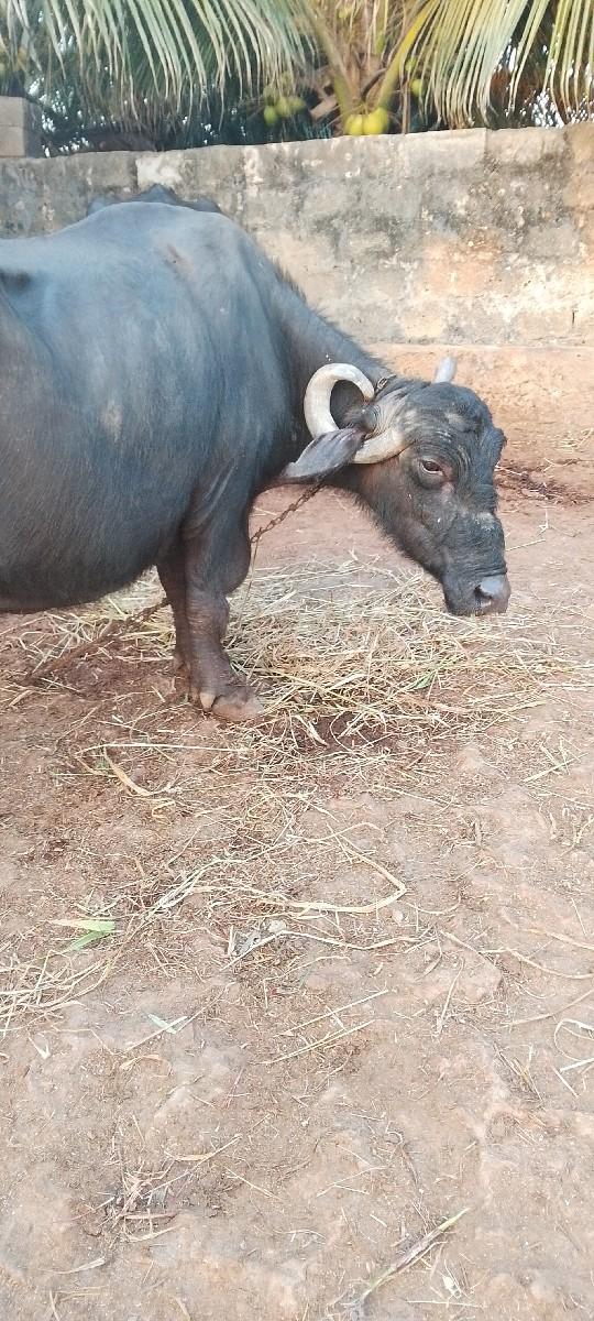 ભેંસ વેચવાની છે