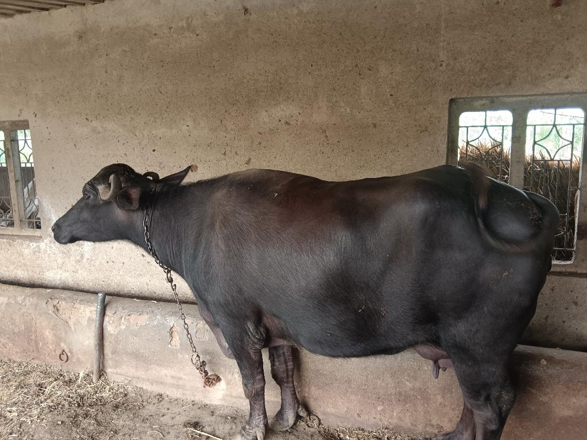 થંબનેલ 2