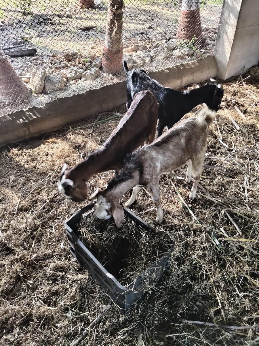 થંબનેલ 2