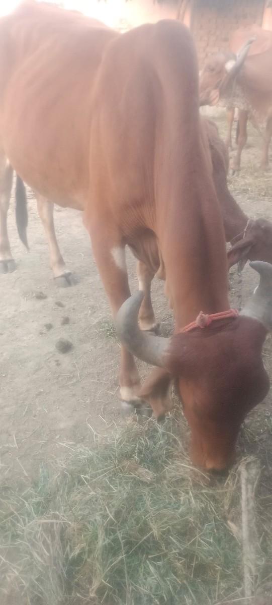 થંબનેલ 2