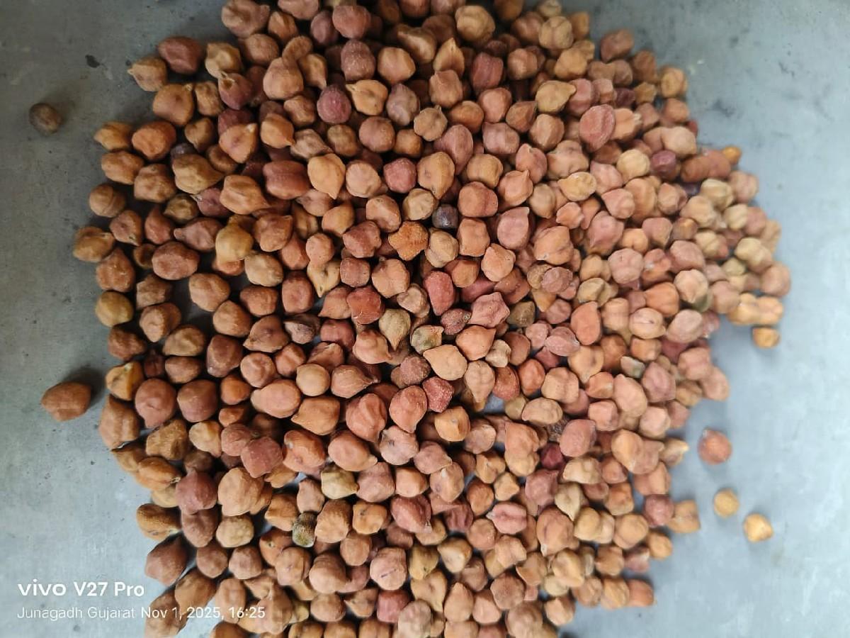 5 નંબર ચણા