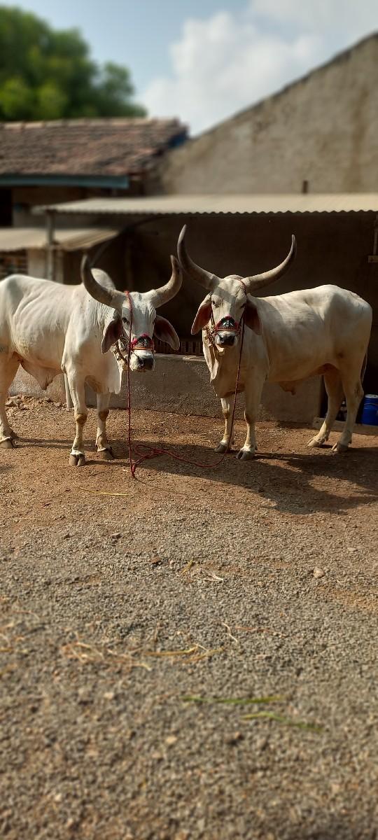 થંબનેલ 2