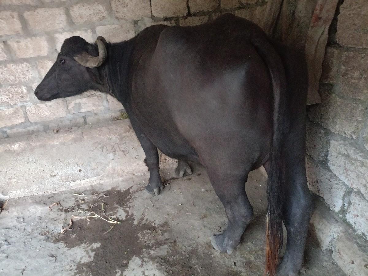 થંબનેલ 3