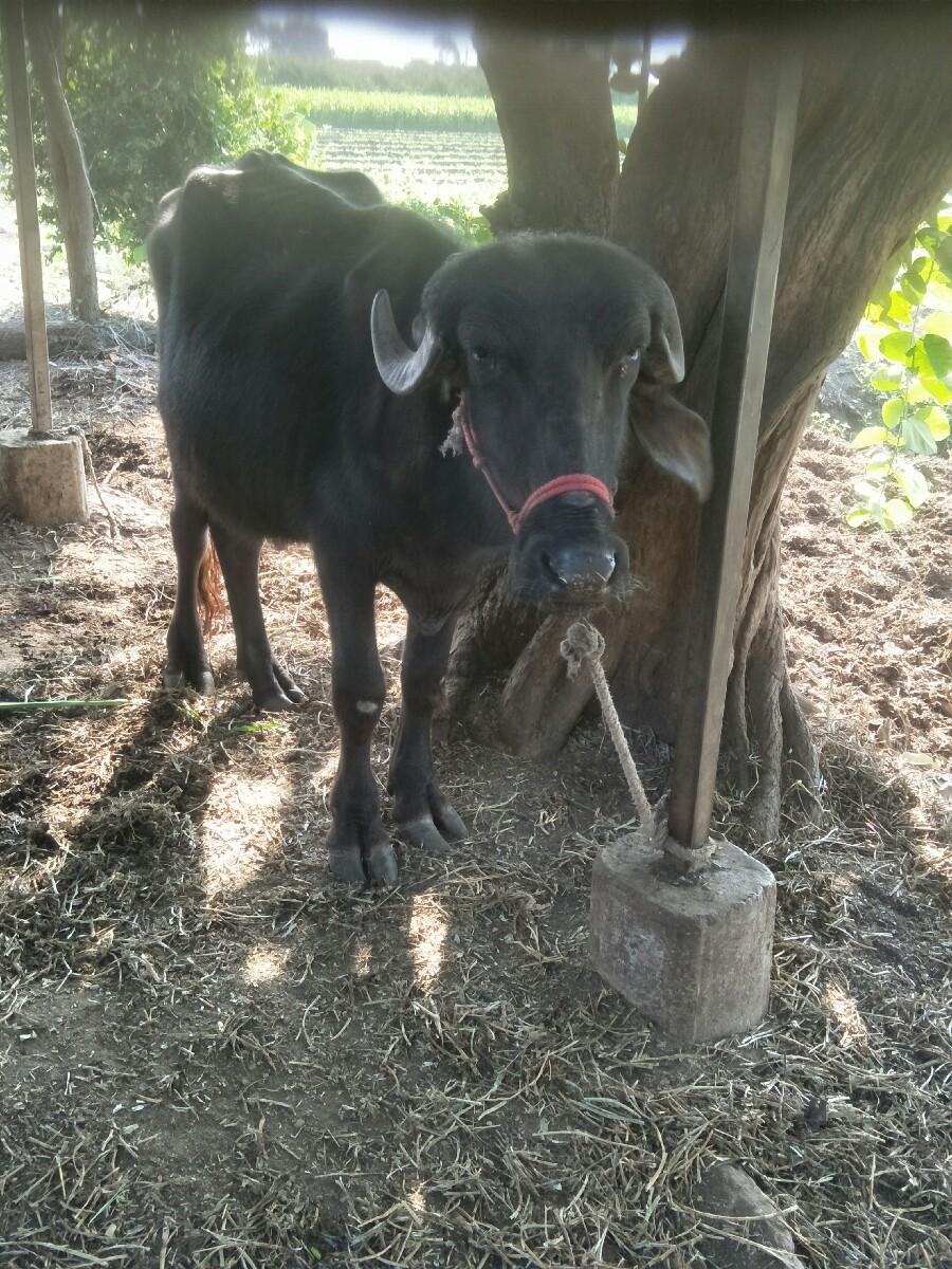 વેચવાની છે