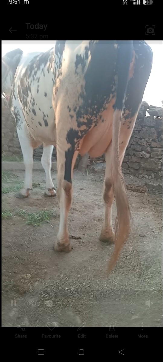 hf ગીર ક્રોસ ગાય પેલું વેતન